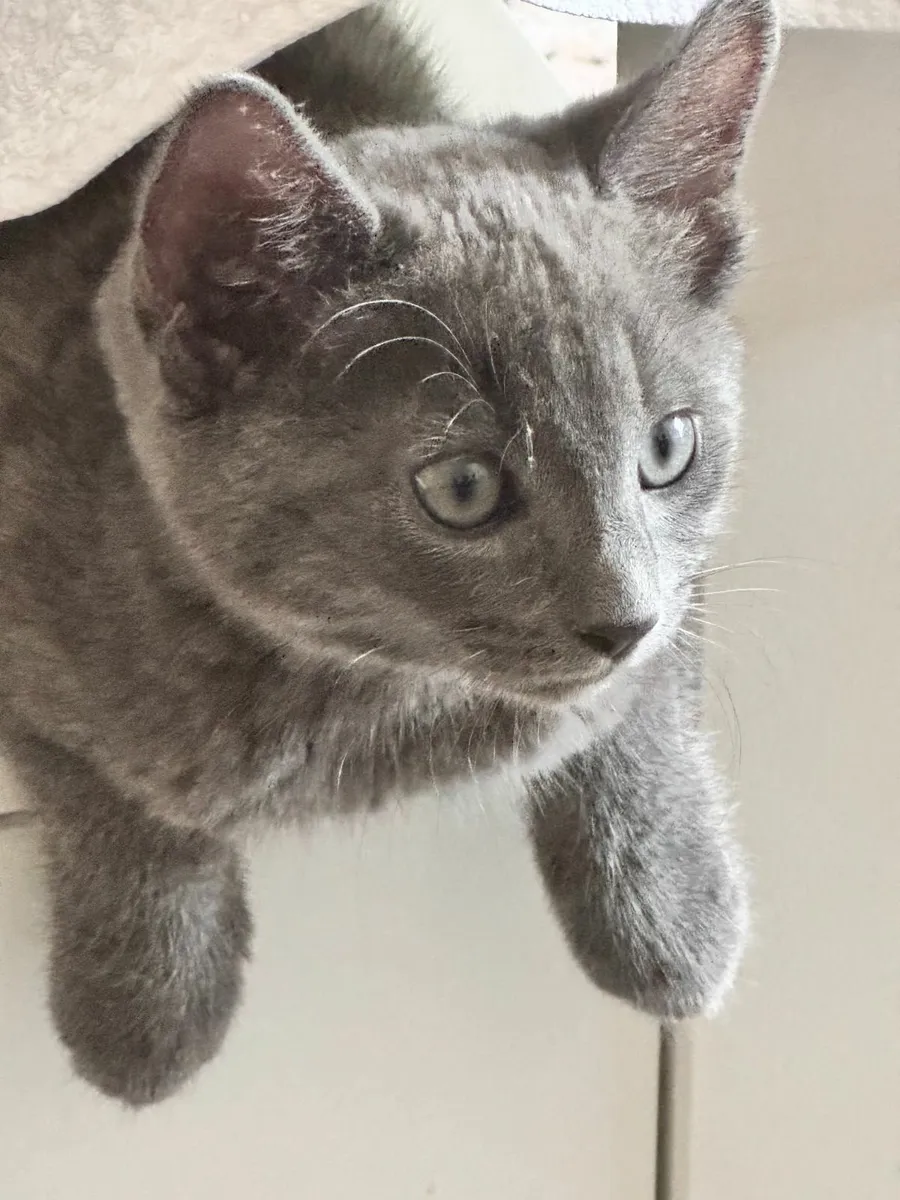 British Shorthair kitten - Image 1