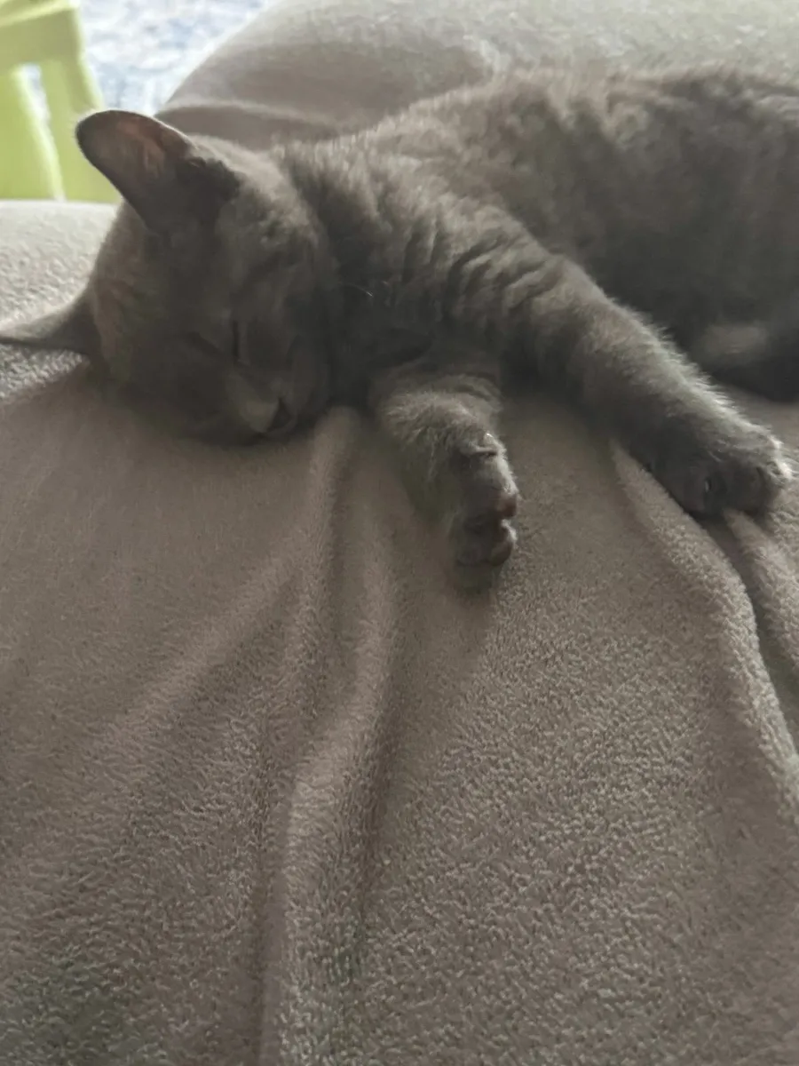 British Shorthair kitten - Image 2