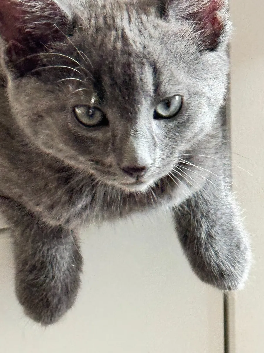 British Shorthair kitten - Image 3