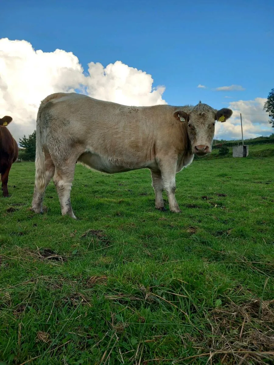 Roan Incalf Heifer - Image 1