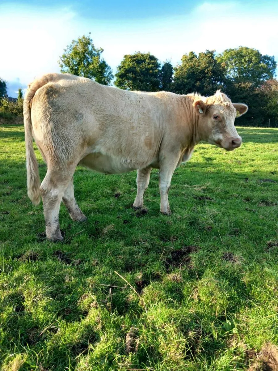 Roan Incalf Heifer - Image 2
