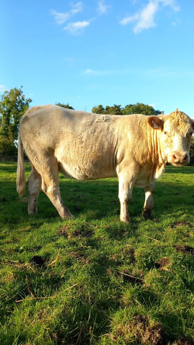 Roan Incalf Heifer - Image 3