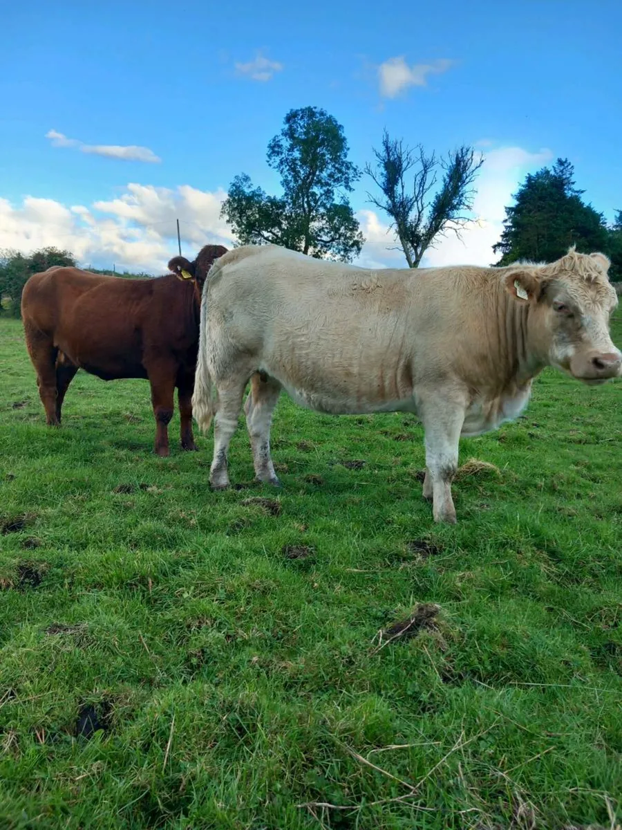 Roan Incalf Heifer - Image 4