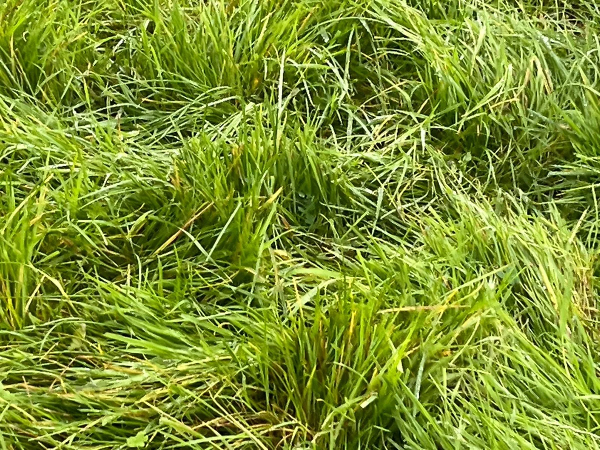 Grass for mowing - Image 1
