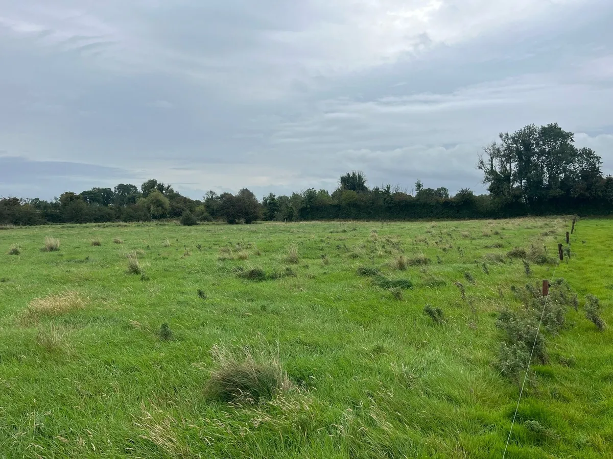 Grass for mowing - Image 2