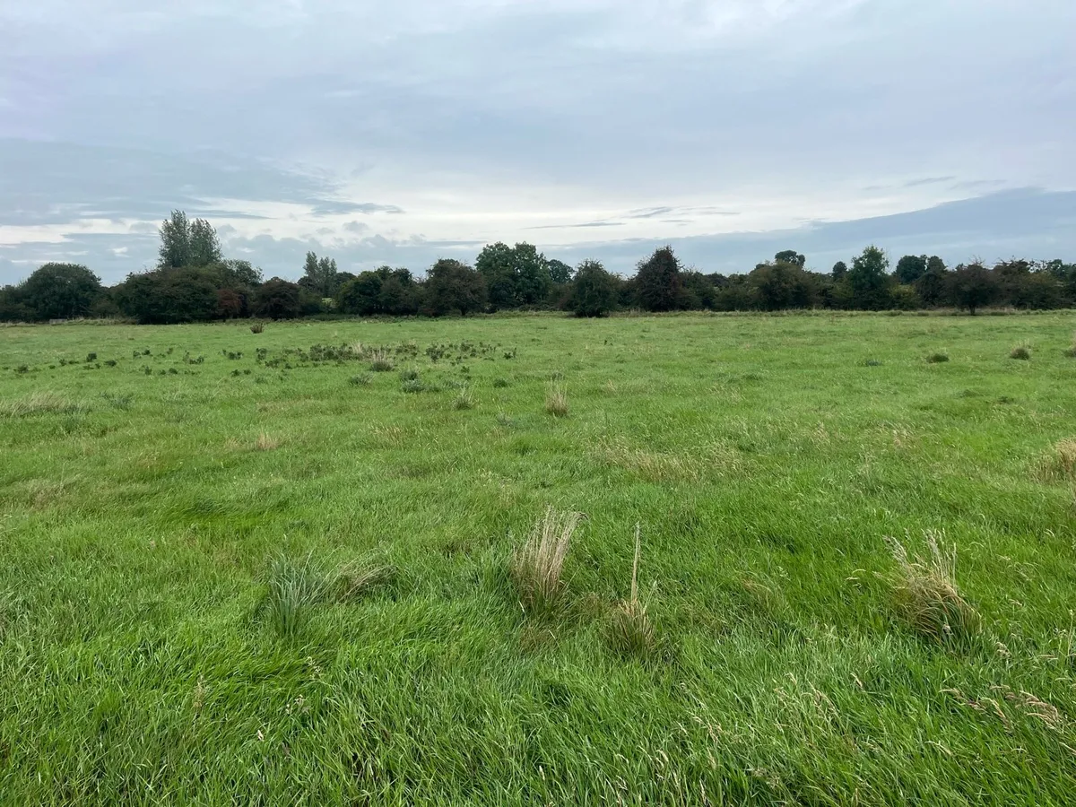 Grass for mowing - Image 3
