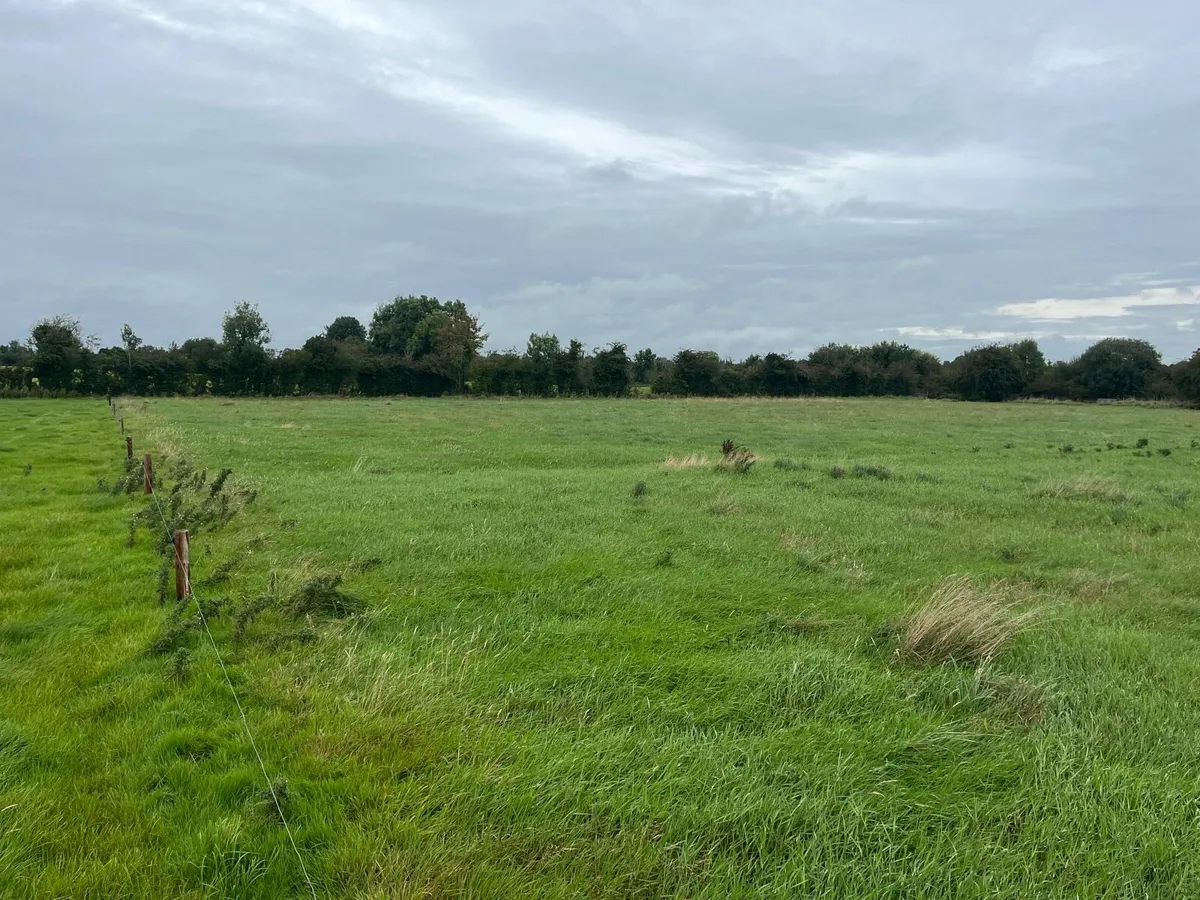 Grass for mowing - Image 4
