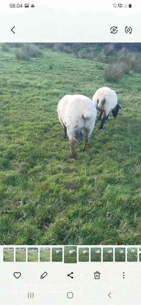Vendeen Ram - Image 1
