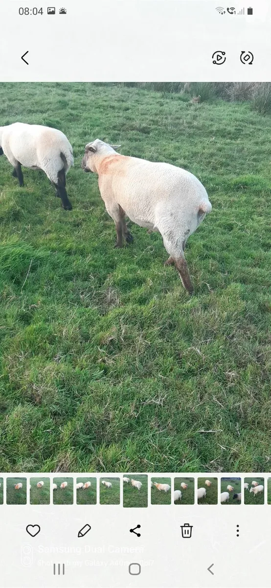 Vendeen Ram - Image 2