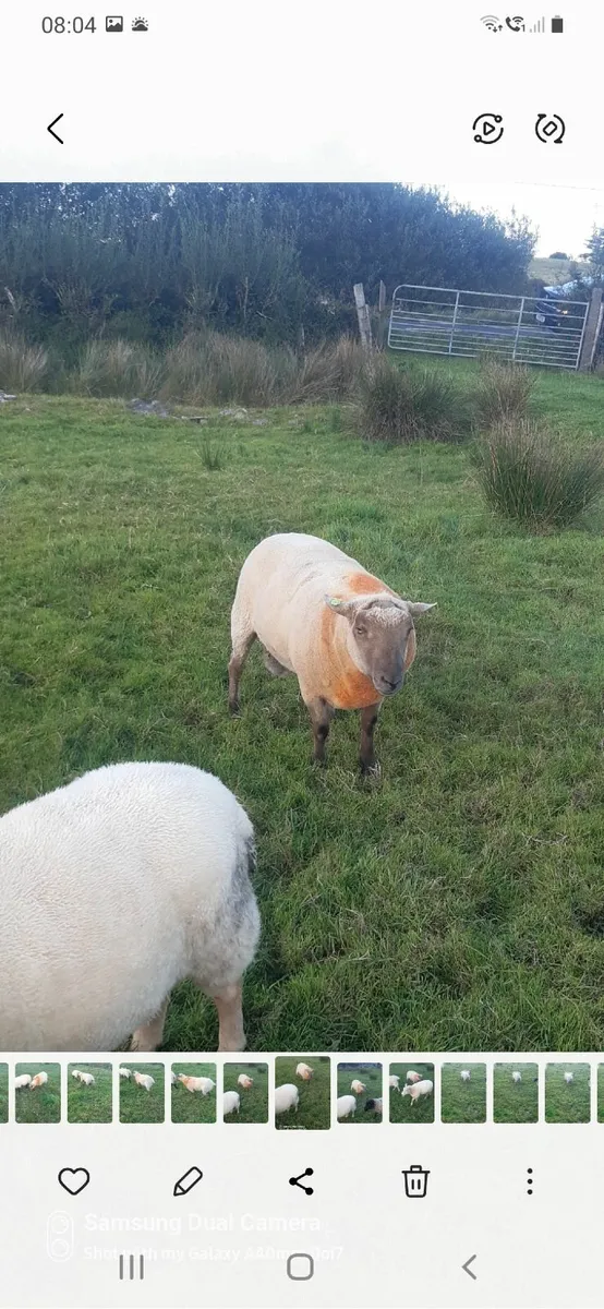 Vendeen Ram - Image 3