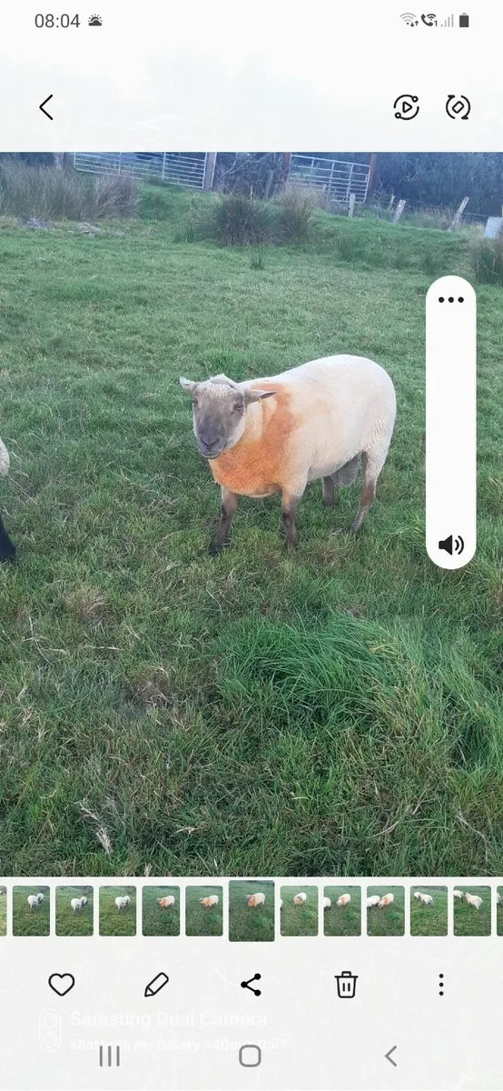 Vendeen Ram - Image 4