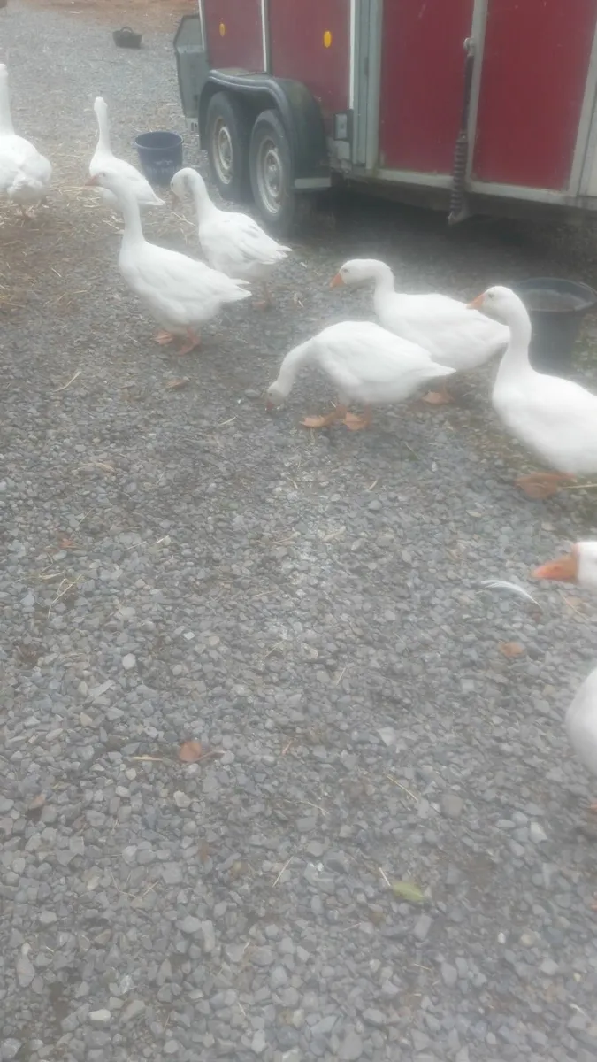 Geese - Image 1