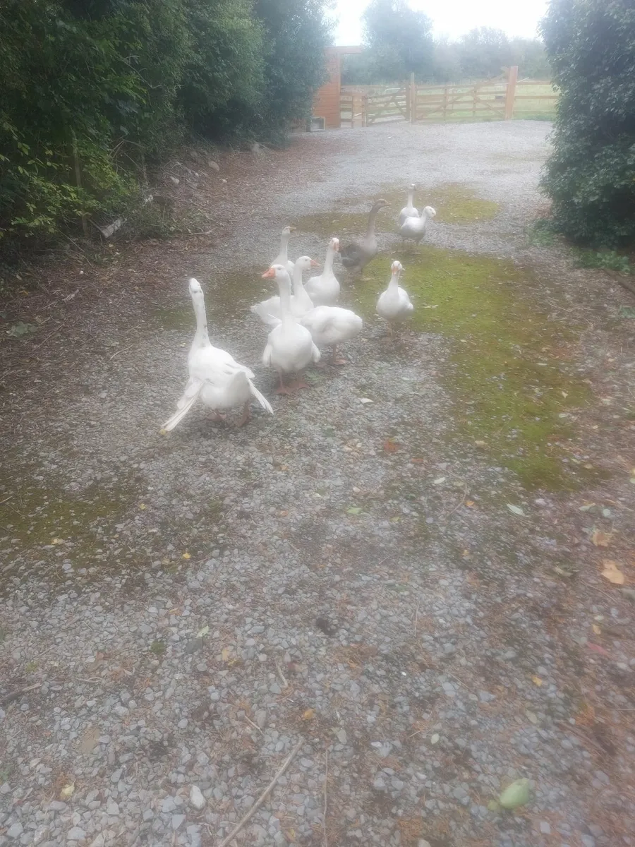 Geese - Image 2
