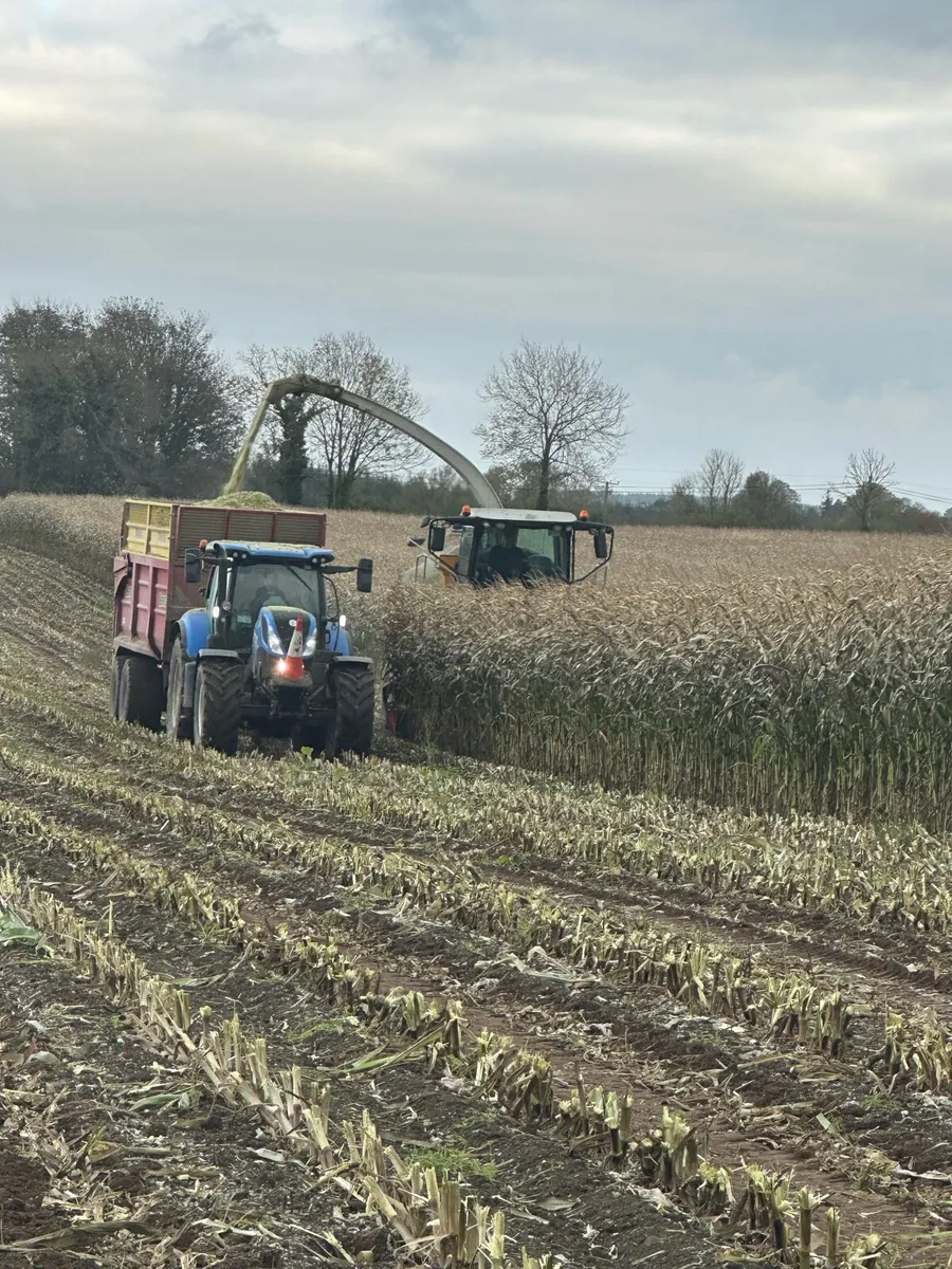 Maize 🌽🌽🌽🌽** cutting this week in Carlow !! - Image 1