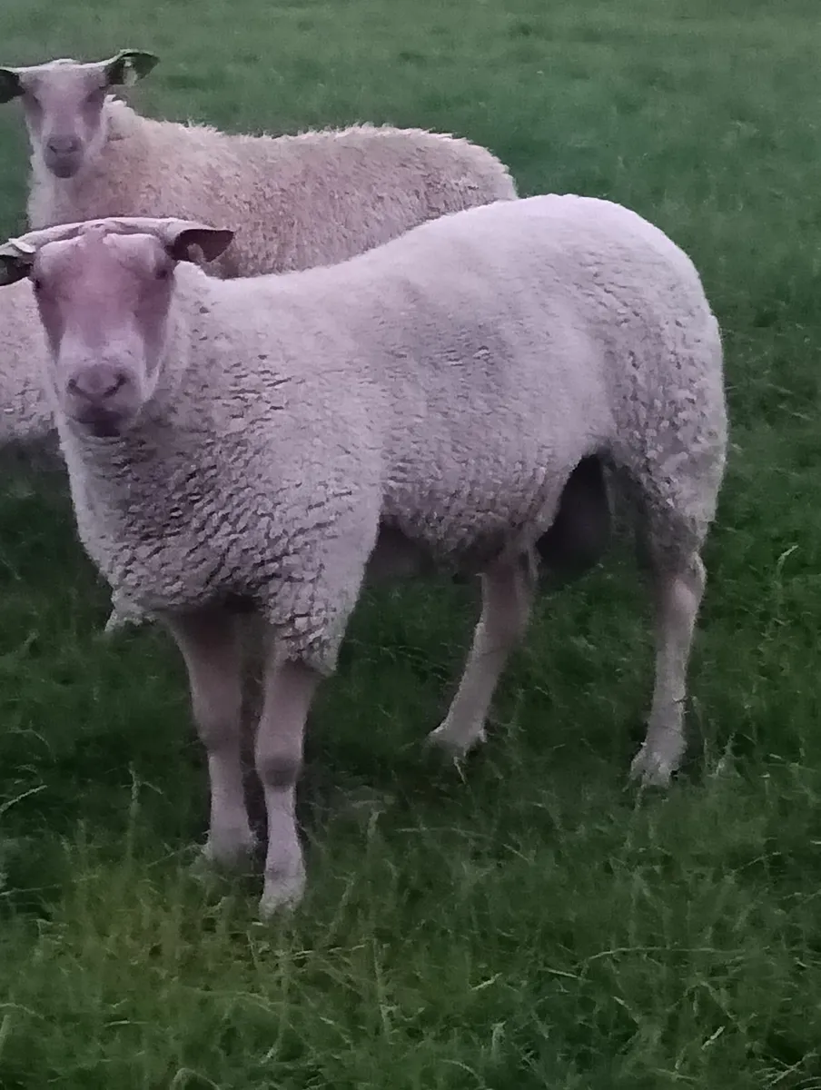 Pbr rouge hogget ram and ewes - Image 2