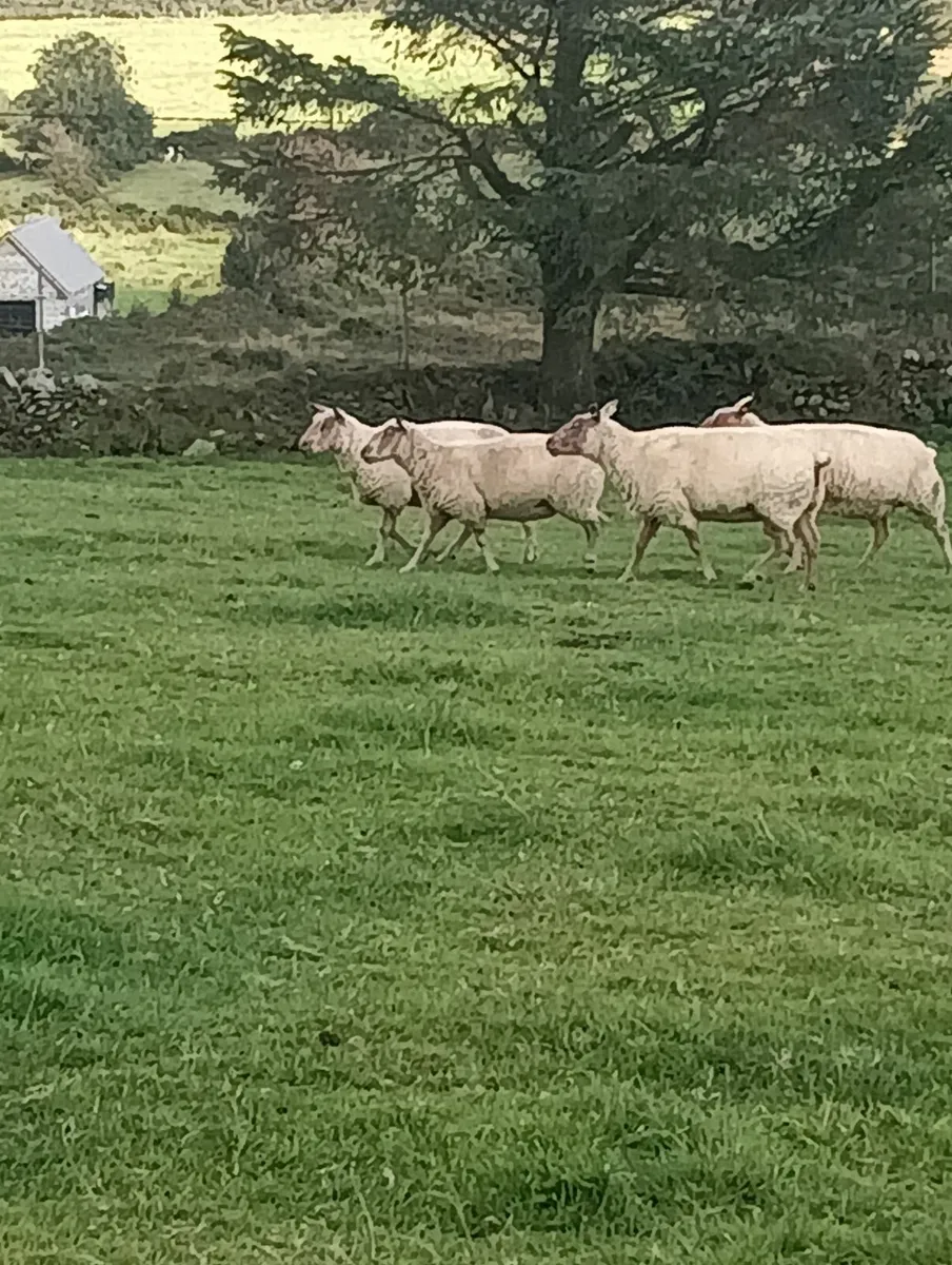 Pbr rouge hogget ram and ewes - Image 3