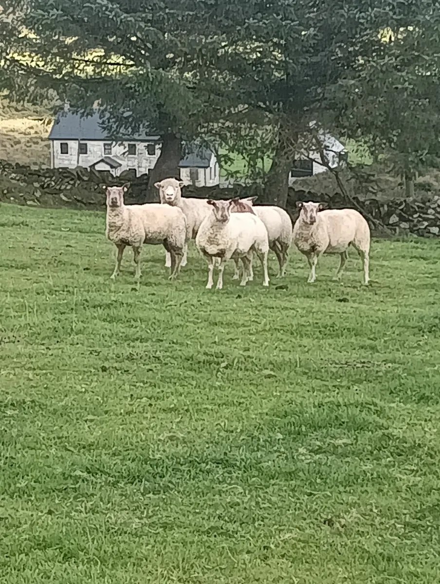 Pbr rouge hogget ram and ewes - Image 4