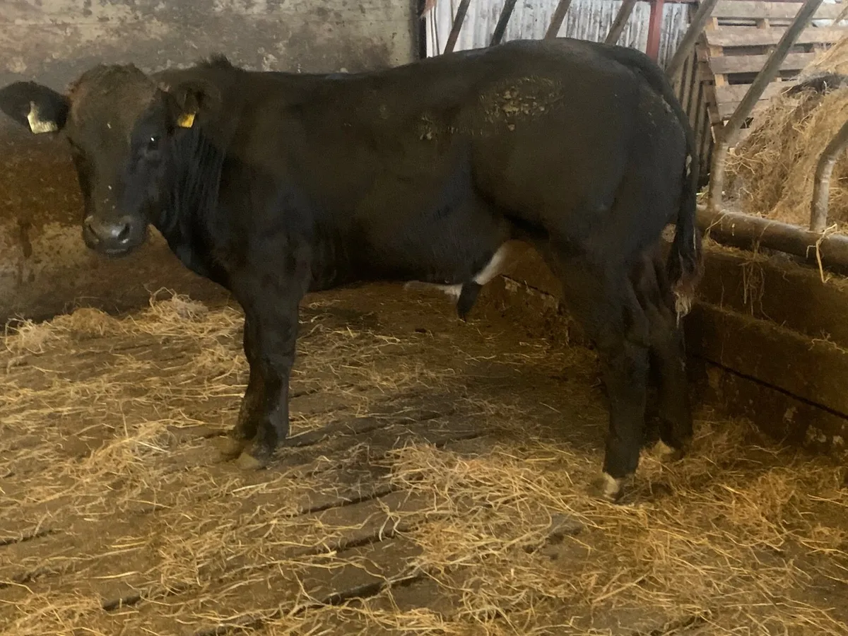 E grade weanlings - Image 3