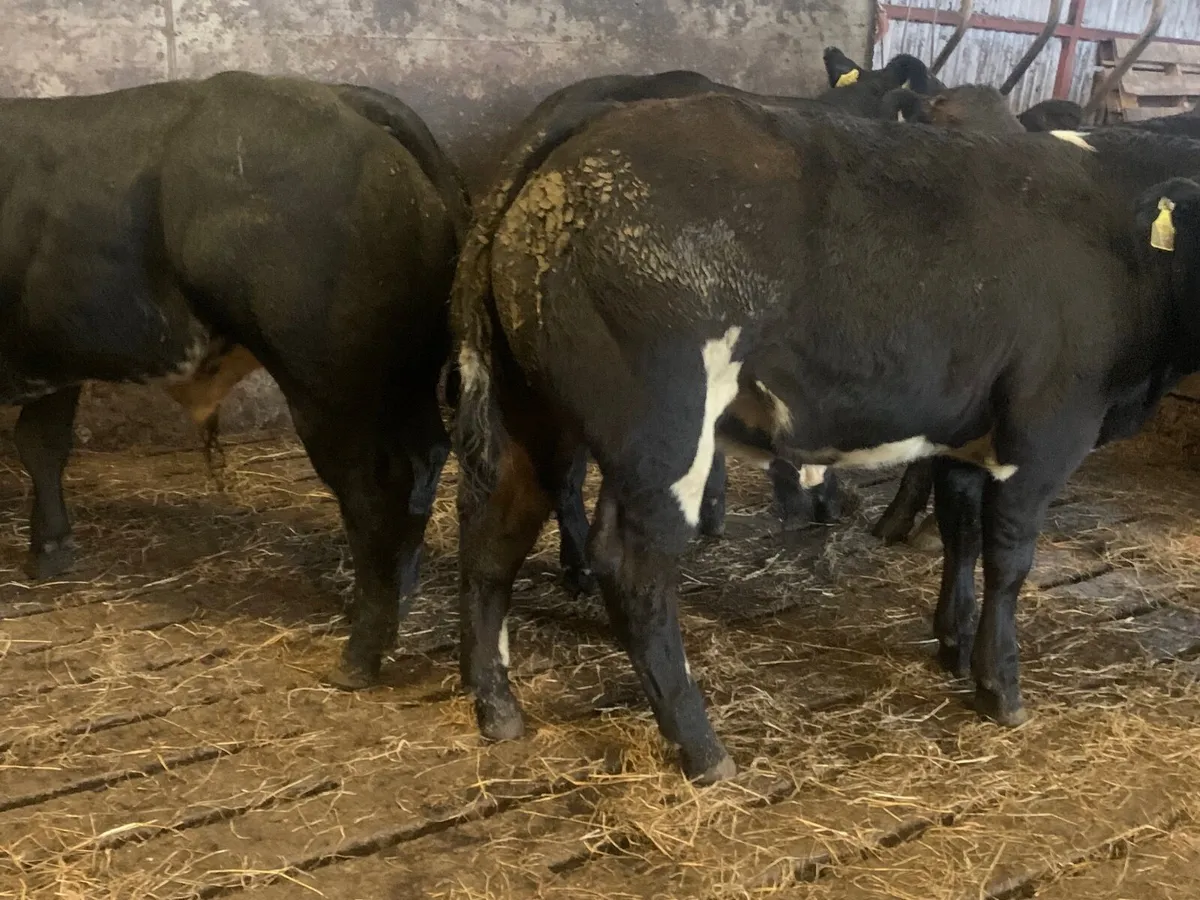 E grade weanlings - Image 4