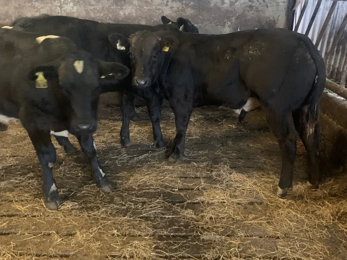 E grade weanlings - Image 1