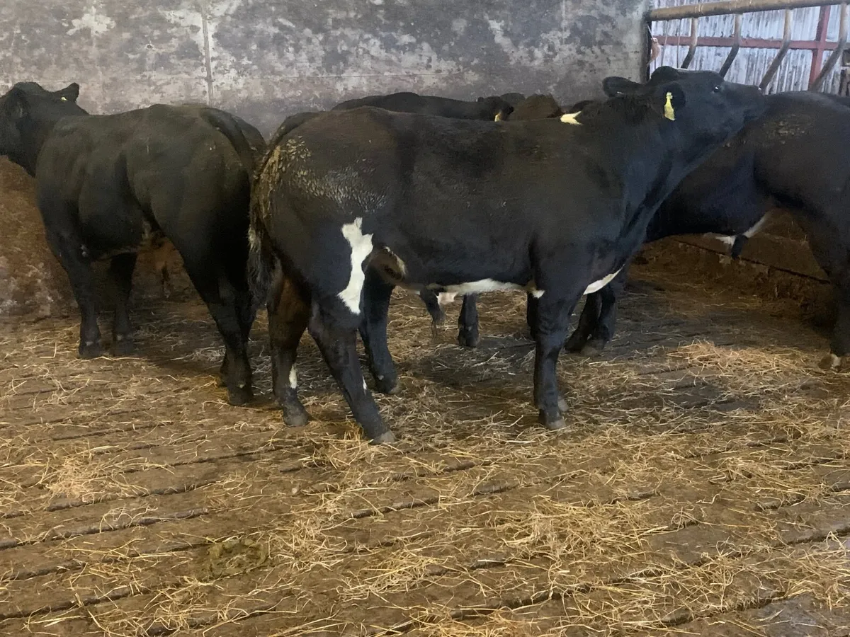 E grade weanlings - Image 2