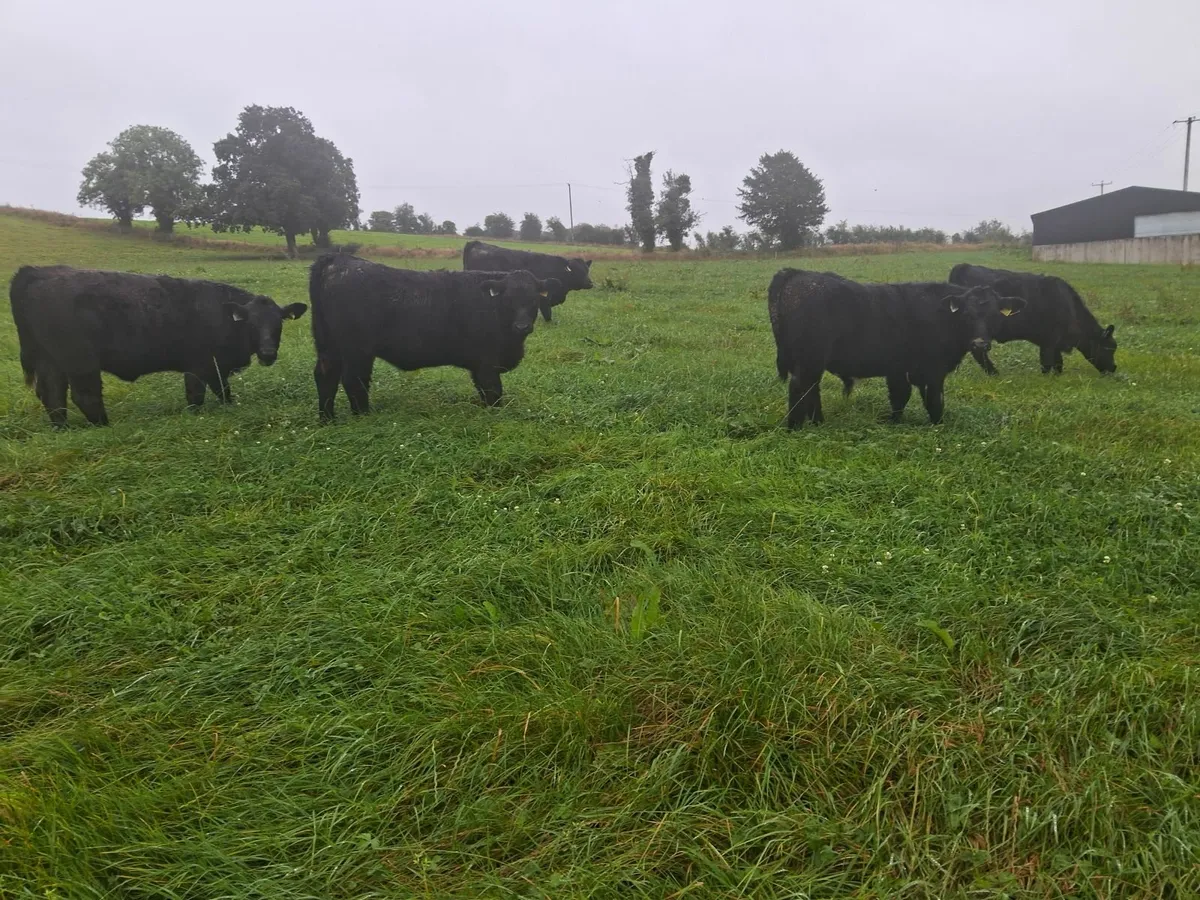 Organic Weanlings - Image 1