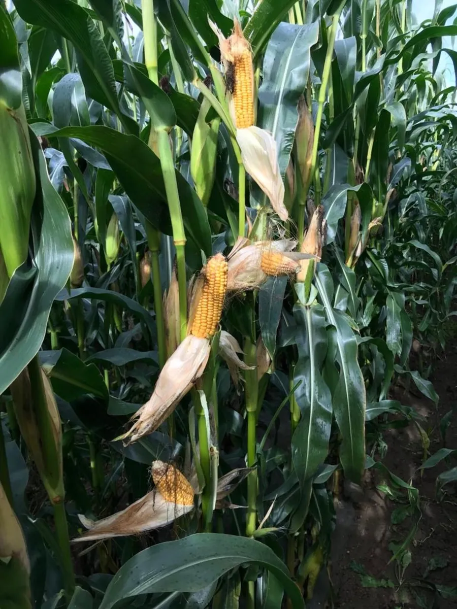 Maize 🌽🌽🌽🌽** - Image 3