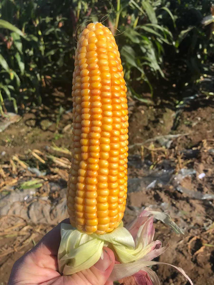 Maize 🌽🌽🌽🌽** - Image 4