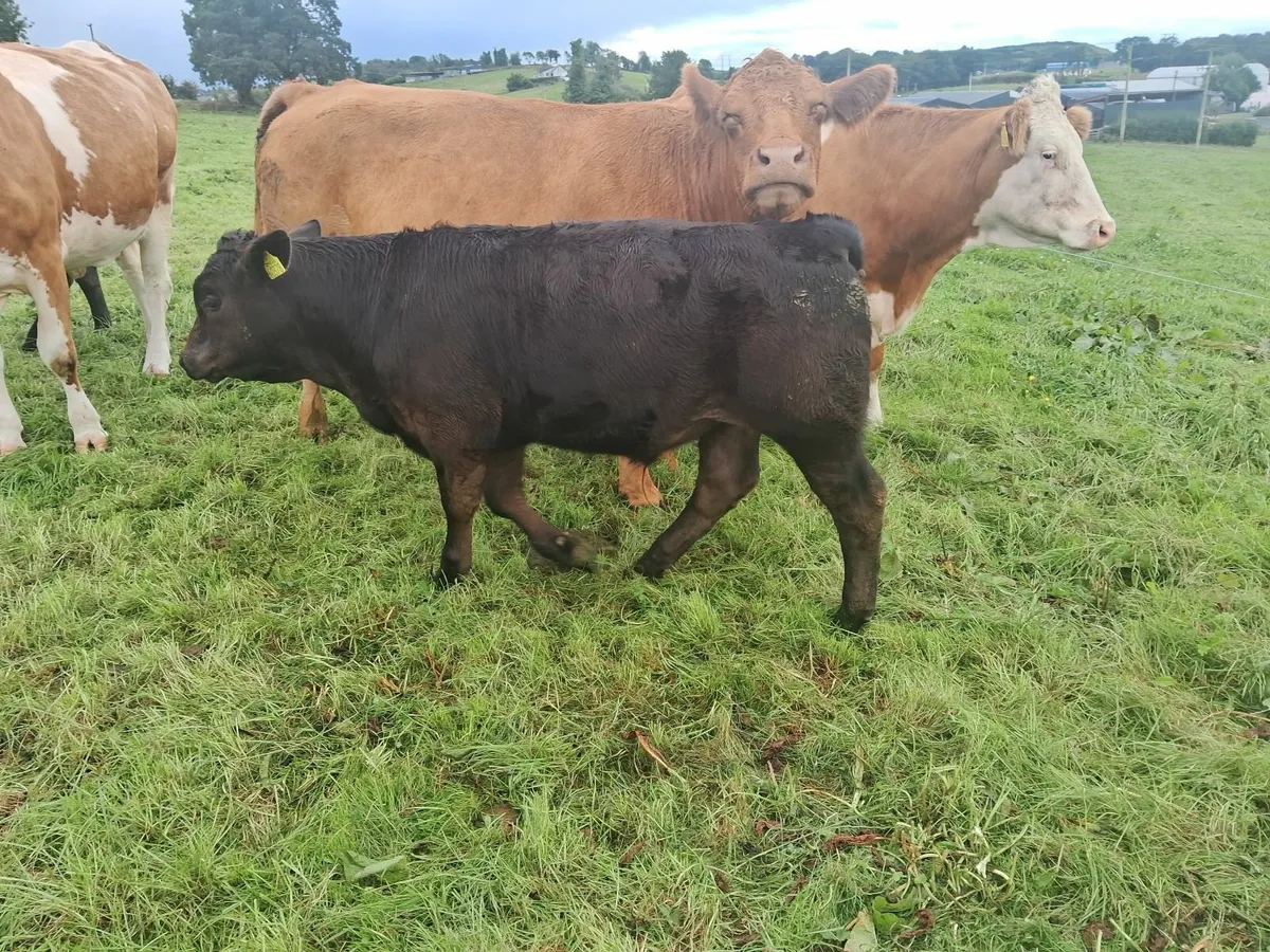 Organic Weanlings - Image 2