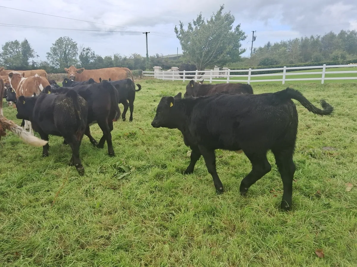 Organic Weanlings - Image 3