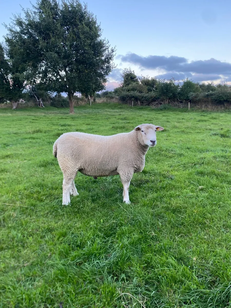 Pure bred Galway ram - Image 1