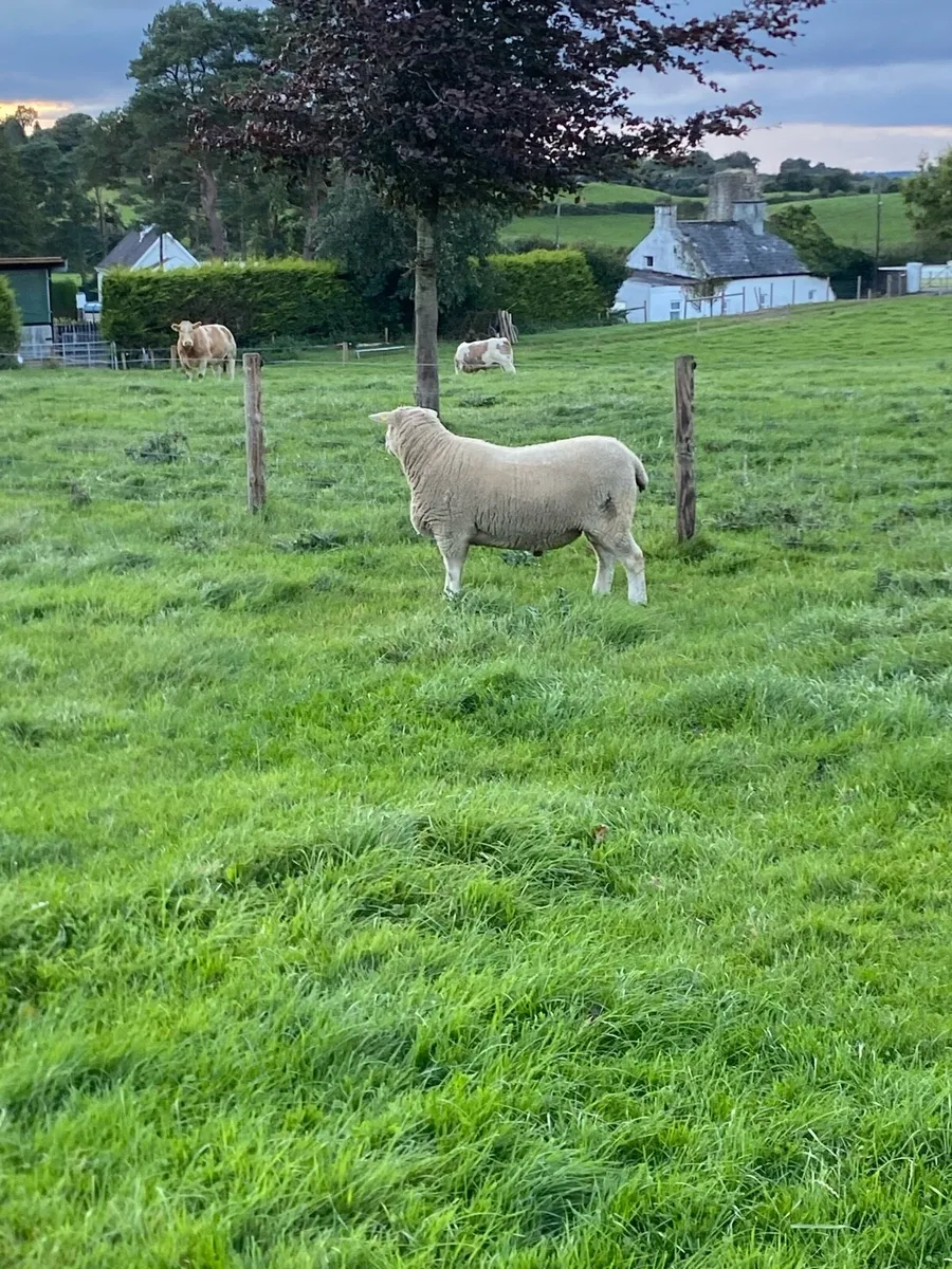 Pure bred Galway ram - Image 2