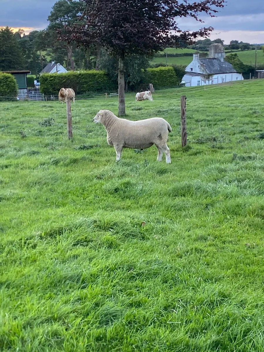 Pure bred Galway ram - Image 3