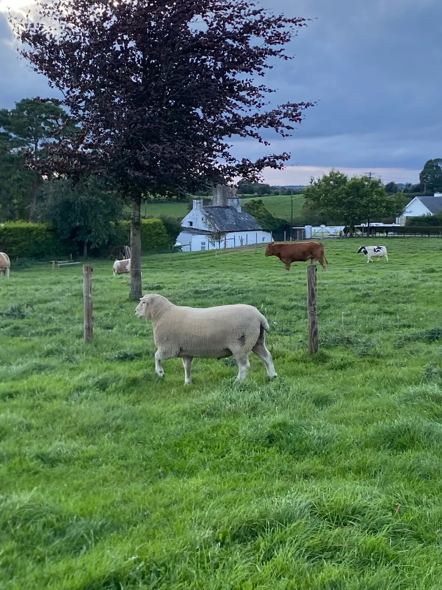 Pure bred Galway ram - Image 4