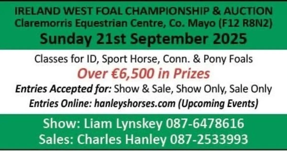 Foal show & sale - Image 1