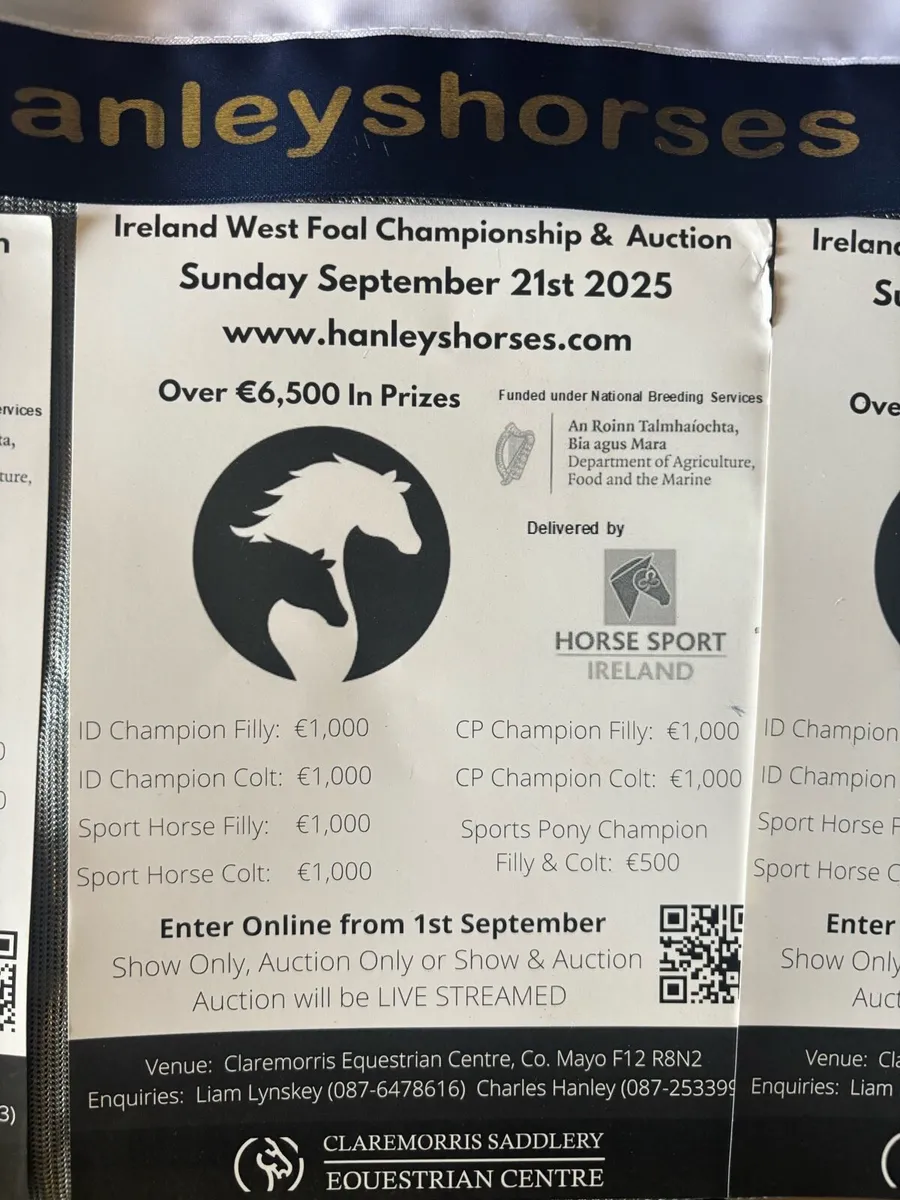 Foal show & sale - Image 2