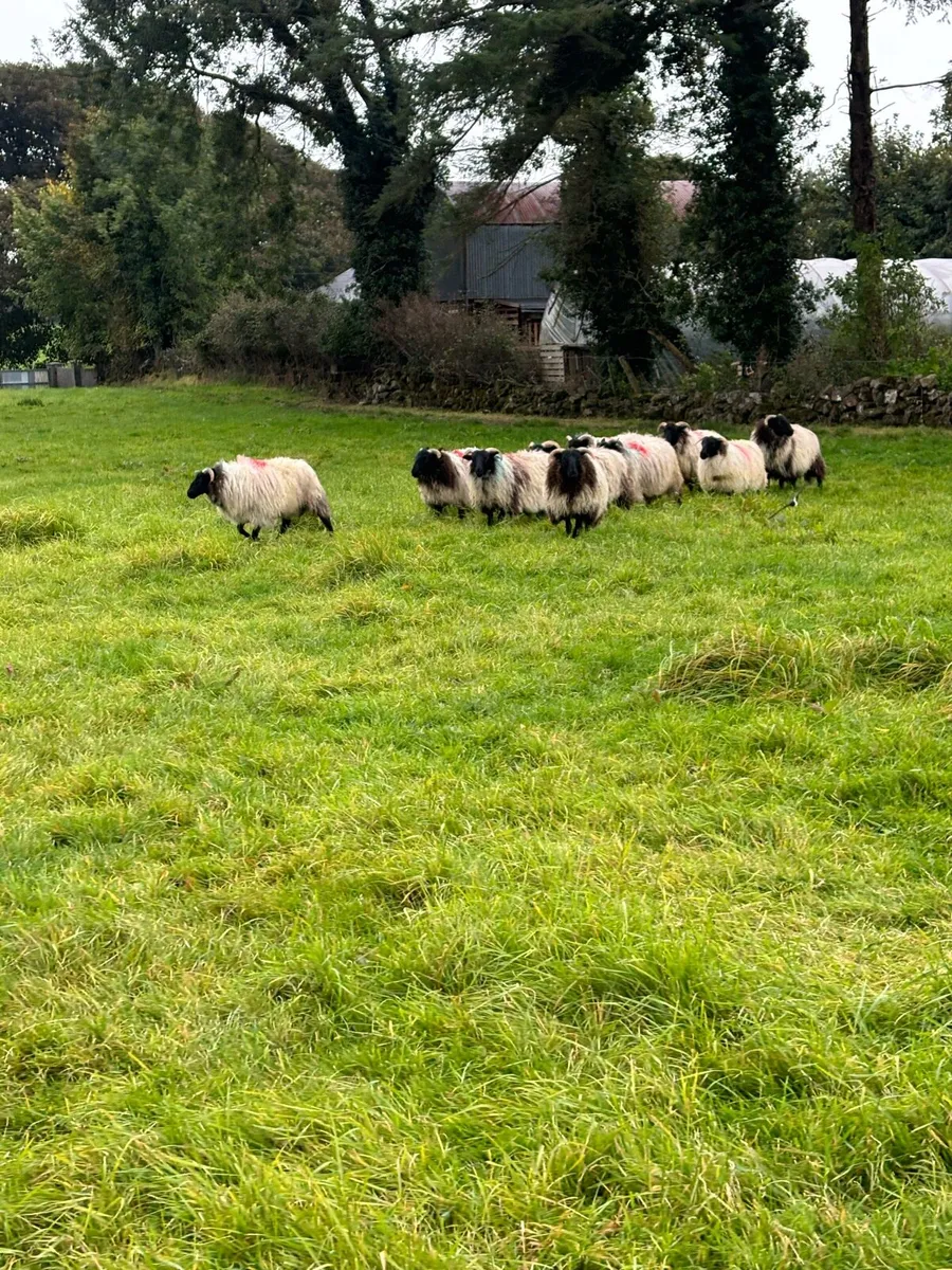 Blackface ewe lambs - Image 1