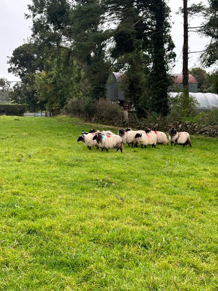 Blackface ewe lambs - Image 2