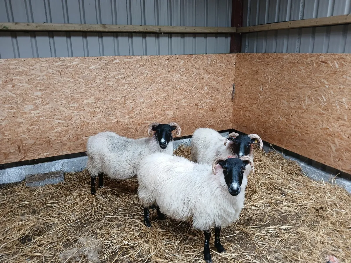 3 broken mouth ewes - Image 1