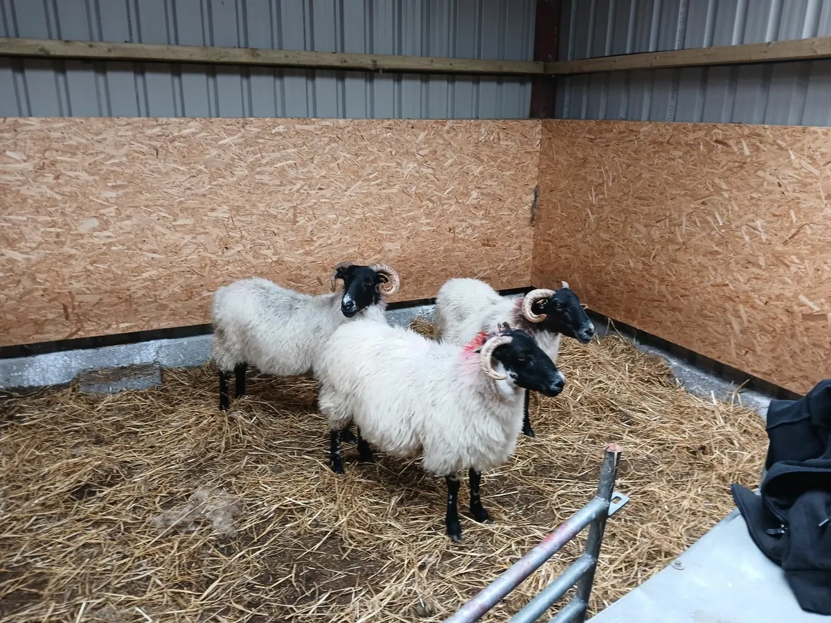 3 broken mouth ewes - Image 2