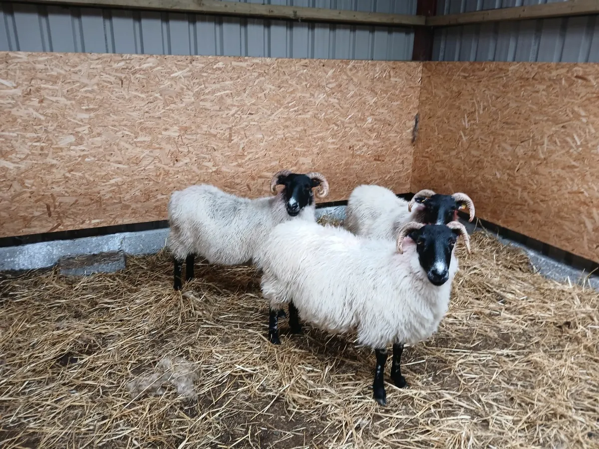 3 broken mouth ewes - Image 3