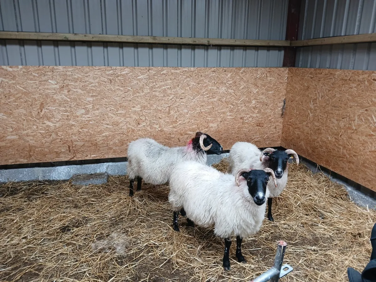 3 broken mouth ewes - Image 4