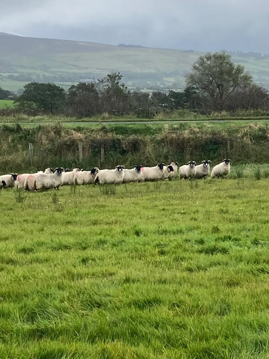 Sheep - Image 1
