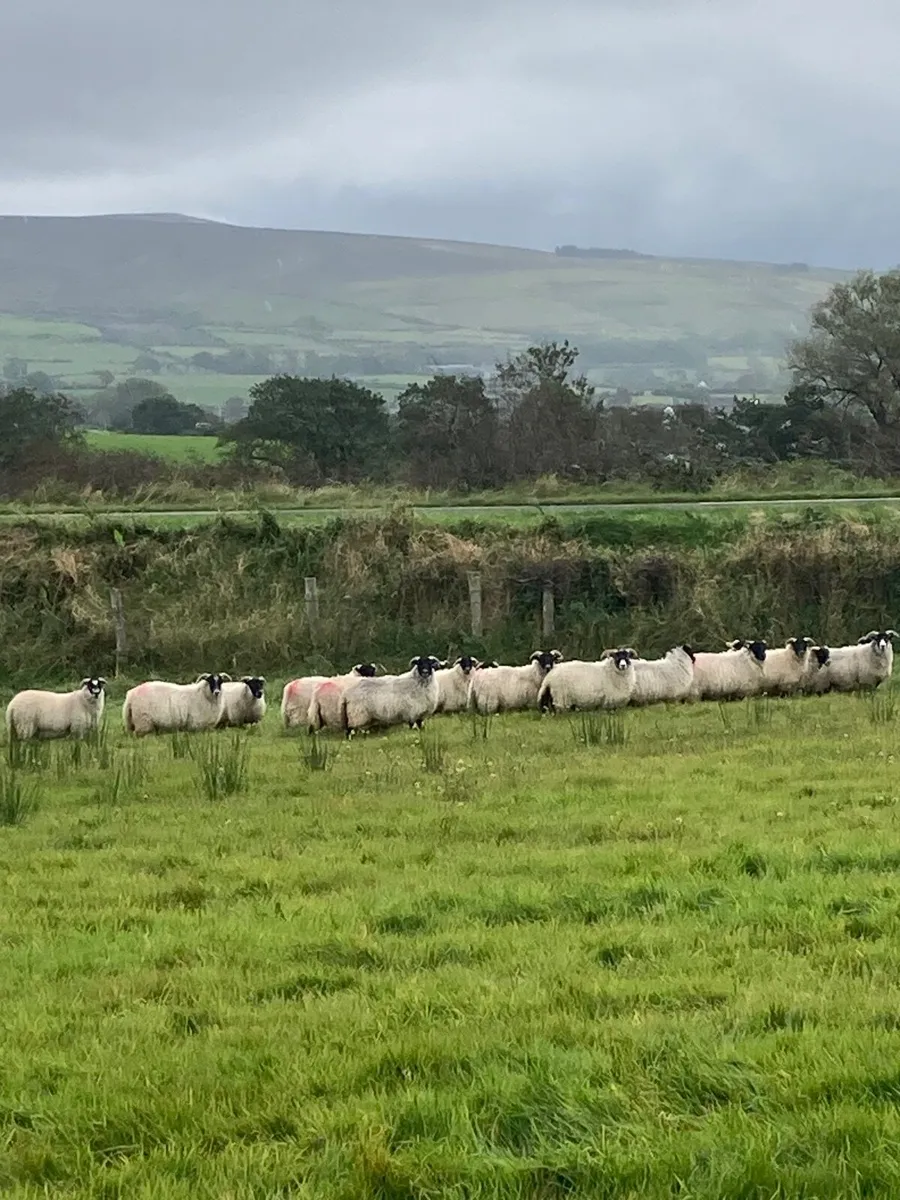 Sheep - Image 2