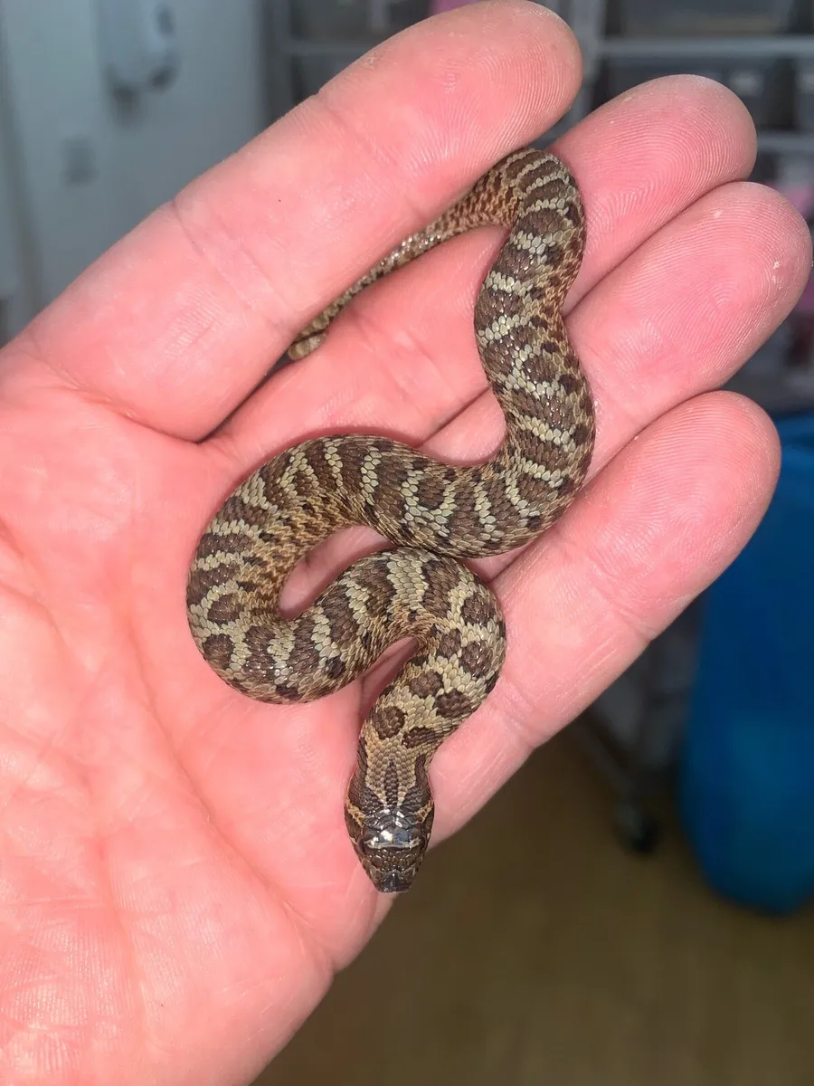 Various morphs of Western hognose snakes - Image 1