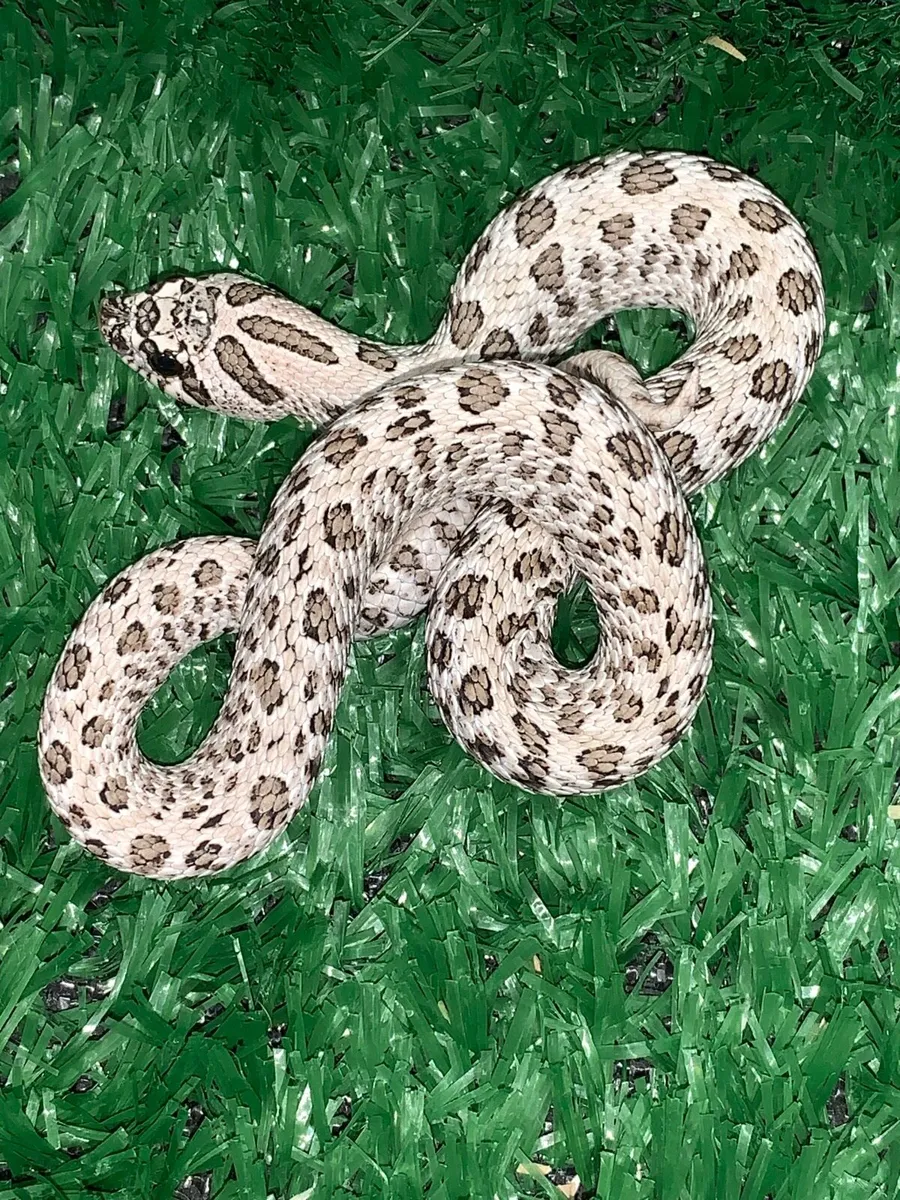Various morphs of Western hognose snakes - Image 3