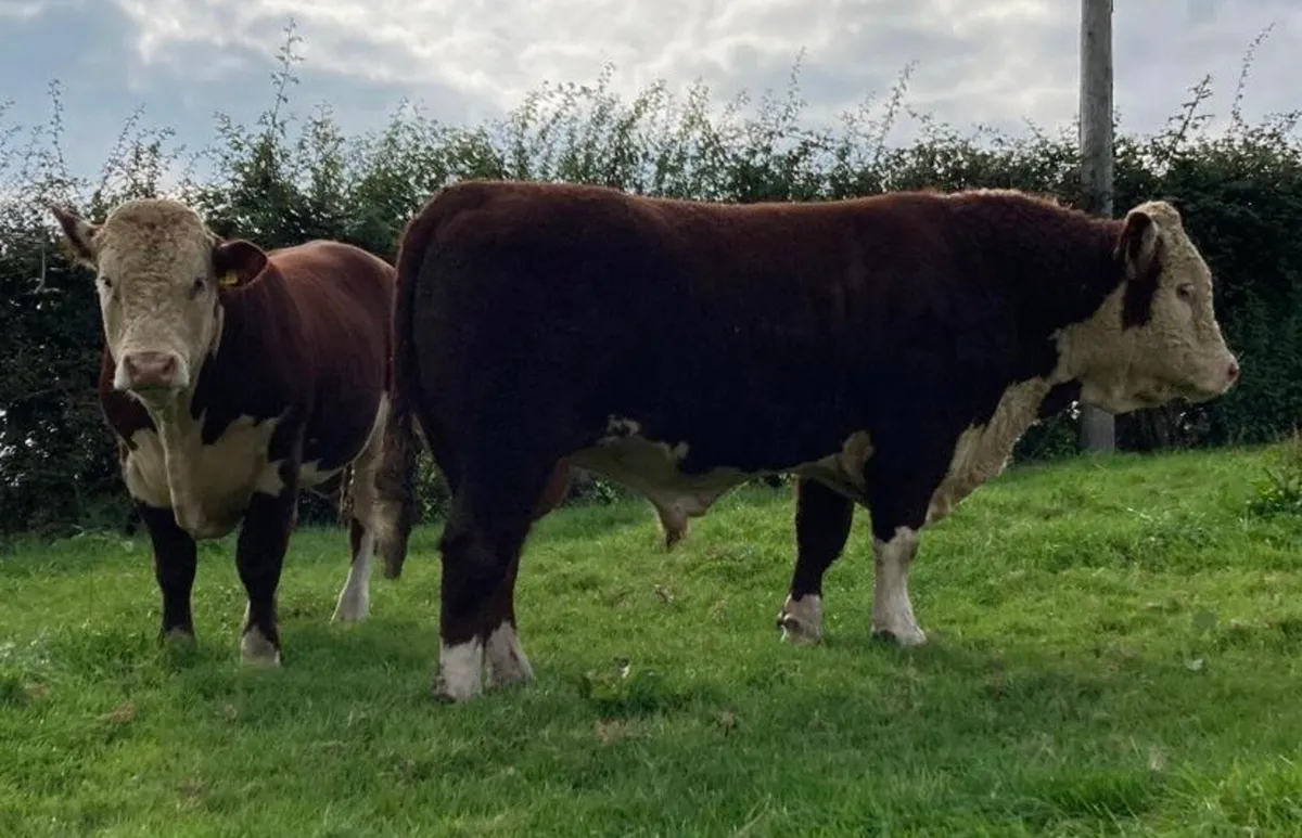 Hereford Bull - Image 2