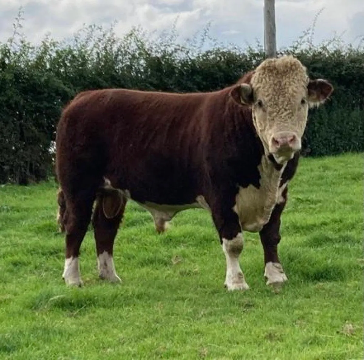 Hereford Bull - Image 1
