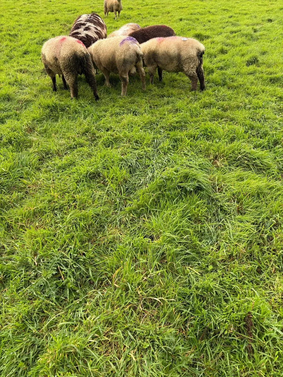 Lambs