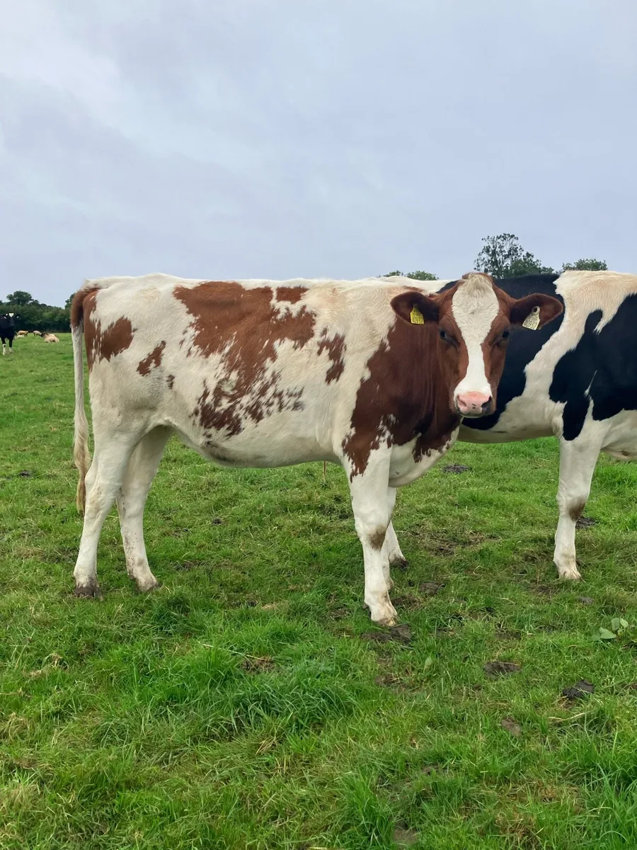 Red and White In Calf FR Heifers - Image 3